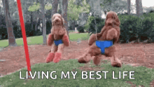 Swing Dogs GIF - Swing Dogs Living My Best Life GIFs