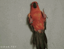 Welterusten Bird GIF - Welterusten Bird GIFs