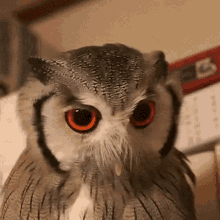 Angry Angry Owl GIF - Angry Angry Owl Cute GIFs