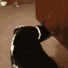 Oreo Tuxedo Cat GIF - Oreo Tuxedo Cat Oreo And Figaro GIFs