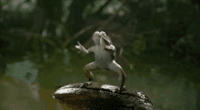 Animal Froggy GIF - Animal Froggy Frog GIFs