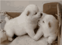 Puppy Play GIF - Puppy Play Cuddle GIFs