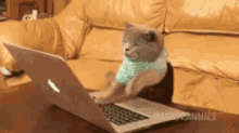 Cat Busy GIF - Cat Busy Workhard GIFs