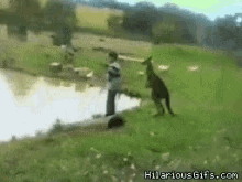 kangaroo kick fall pond funny