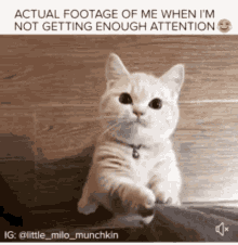 Attention Cats GIF - Attention Cats Actual Footage Of Me When Im Not Getting Enough Attention GIFs