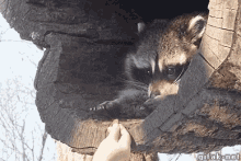 Reluctantly Accepting Help GIF - Racoon Aww Cute GIFs