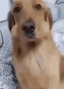 Dog Pes GIF - Dog Pes Ssaxa GIFs