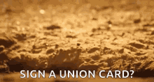 Underground Union GIF - Underground Union Meerkat GIFs