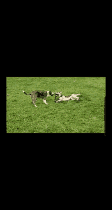 Dog Dont Give Up GIF - Dog Dont Give Up Tug Of War GIFs