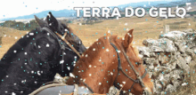 Terradogelo Horse GIF - Terradogelo Horse Cavalo GIFs