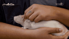 Petting Rat GIF - Petting Rat Massaging GIFs