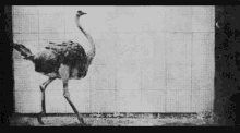 Ostrich Vintage GIF - Ostrich Vintage GIFs