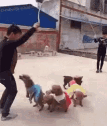Dogs Jump GIF - Dogs Jump Rope GIFs