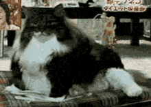 Dahliabunni Fat Cat GIF - Dahliabunni Fat Cat GIFs
