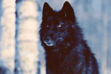 Wolf Adorable GIF - Wolf Adorable Wolves GIFs