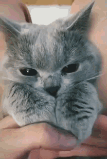 Paw Fluffy GIF - Paw Fluffy Cats GIFs