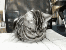 Shy Cute GIF - Shy Cute Cat GIFs