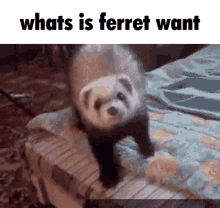 Whats Is Ferret Want Whats Is Dog Want GIF - Whats Is Ferret Want Whats Is Dog Want Ferret GIFs