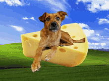 dog farm dog cheese cute float