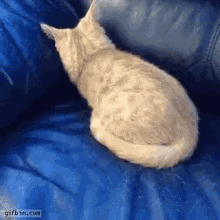 Cat Hibernate GIF - Cat Hibernate Out GIFs