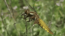 libelula dragonfly raining