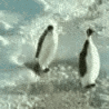 Penguin Gets Hit GIF - Penguins Hit GIFs
