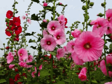 Virág GIF - Virág GIFs