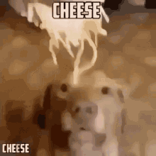 Cheese GIF - Cheese GIFs