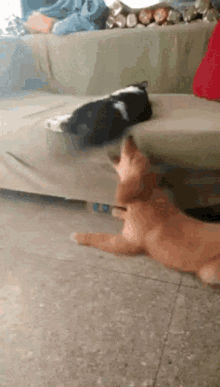 Dog And Cat Pissed Off Pussy GIF - Dog And Cat Pissed Off Pussy Pussy GIFs