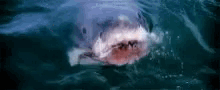jaws shark