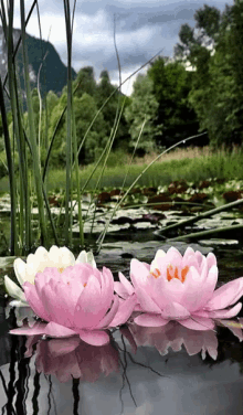 Lotus Pond GIF - Lotus Pond GIFs