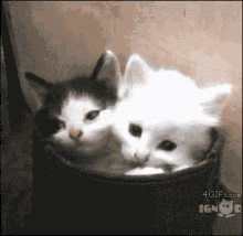 Sleepy Cat Cute GIF - Sleepy Cat Cute Kitten GIFs