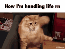 freak out freaking cat freak out freaking cat