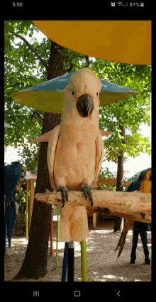 Yes Parrot GIF - Yes Parrot Parrots GIFs