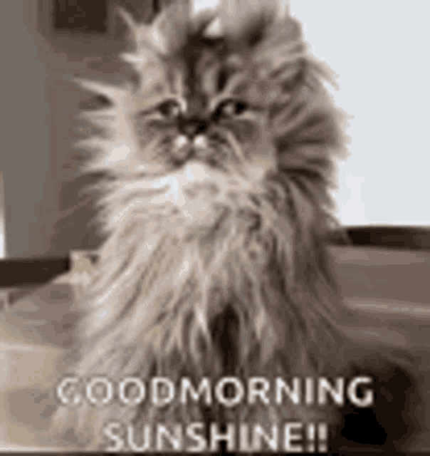 Good Morning Sunshine GIF - Good Morning Sunshine Cat - Discover &amp; Share  GIFs