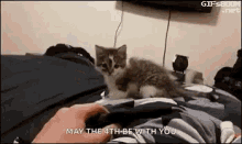 Kitten Scared GIF - Kitten Scared Surprised GIFs