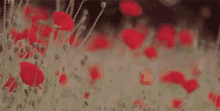 Poppies Remembrance Day GIF - Poppies Remembrance Day Lest We Forget GIFs