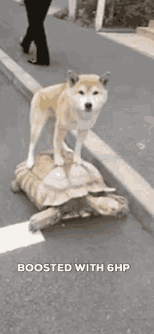 Boosted 6hp GIF - Boosted 6hp Dog And Turtle GIFs