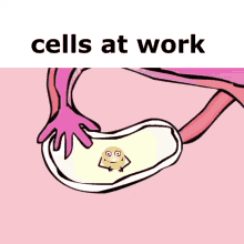 cells at work vagina anime hug frogs