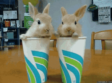 Bunnies Paper Cups GIF - Bunnies Paper Cups Bunny Rabbits GIFs