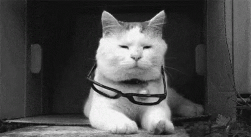cat-attitude.gif