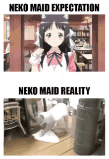 Neko Maid Reality GIF - Neko Maid Reality Expectation GIFs