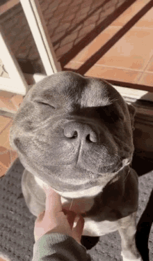 Pitbull Dog GIFs | Tenor