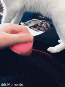 flare slime pink
