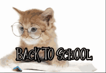 Back To School Kitten GIF - Back To School Kitten Glasses GIFs