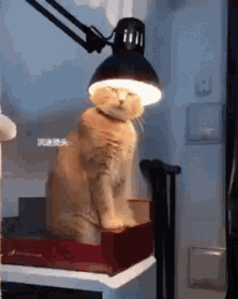 Funnycat Cant Work GIF - Funnycat Cant Work Funny Work Excuse GIFs