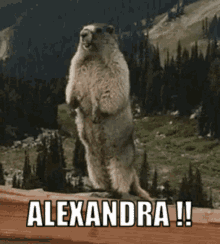 Alexandra Marmot GIF - Alexandra Marmot Scream GIFs