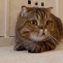Cat Scared GIF - Cat Scared Terrified GIFs