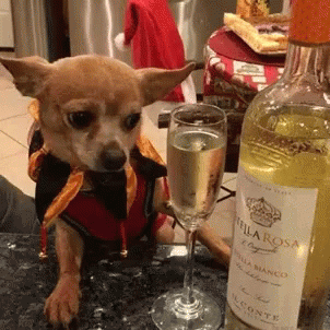 Funny Animals Ive Had Enough GIF - Funny Animals Ive Had Enough Wine - Discover &amp; Share GIFs