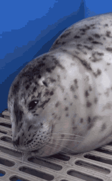 Marine Mammal Rescue Baby Seal GIF - Marine Mammal Rescue Baby Seal Seal GIFs